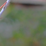 Courage Is A Heart Voyage (or an Eastern Bluebird)