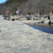 From the Belly of a Whale (the Arduous Run From Writing)