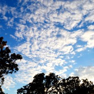 On Motherhood Gone Terribly Wrong, Priesthoods, & City-Slicking Farm Wives