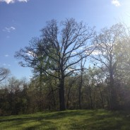 You are Not Impotent (On Words, Discourse, & Kingdoms)